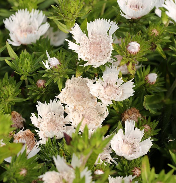 Nahaufnahme der Scabiosa-Blüten mit grünen Blättern