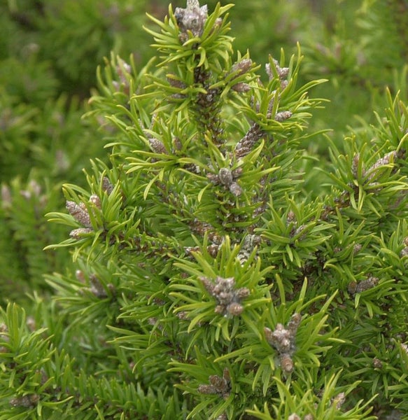 Nahaufnahme einer Zwergkiefer mit Nadeln und Zapfen.