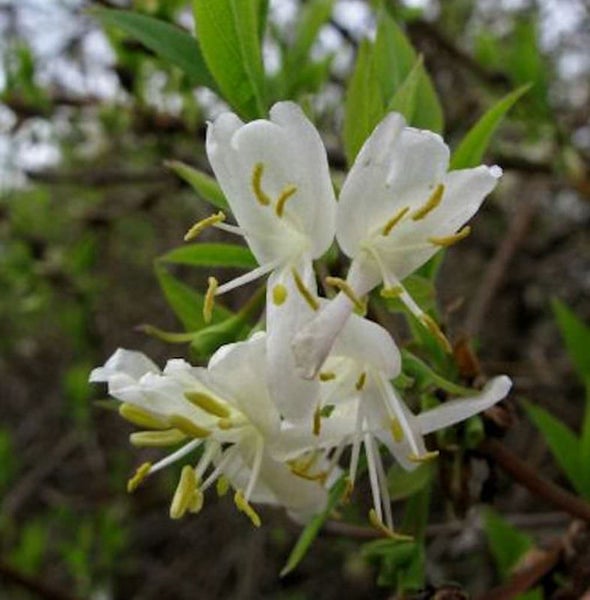 Nahaufnahme von weißen Geißblattblüten mit gelben Staubfäden