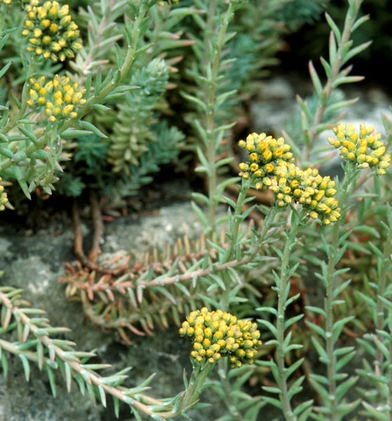 Fetthenne Pflanze mit gelben Blüten