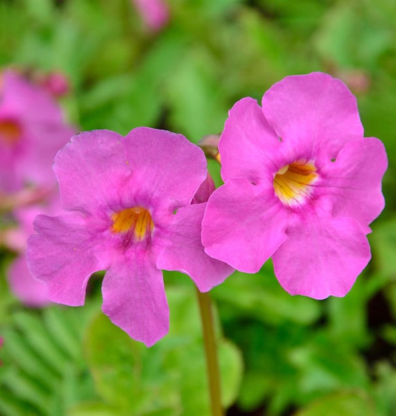 Nahaufnahme von zwei rosafarbenen Aurikelblüten