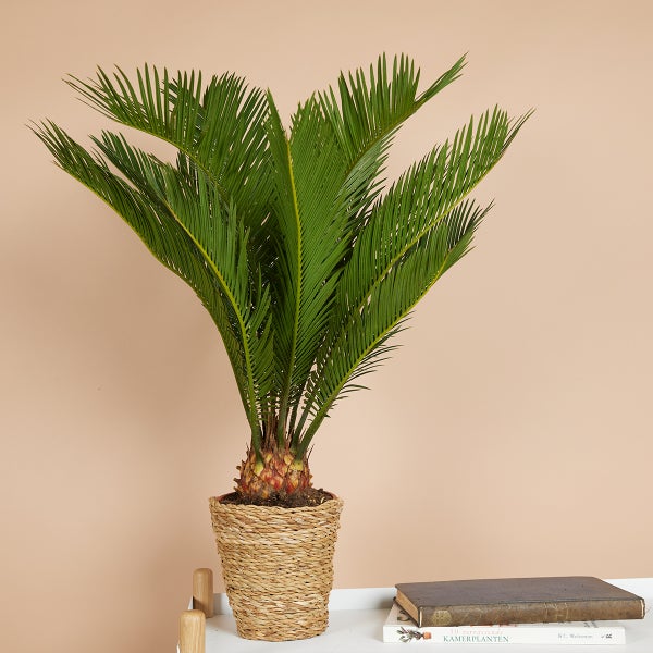Bloomique - Cycas Revoluta - Palmfarn - Sagopalme - Palme - Sehr Pflegeleicht - Höhe 40-50 cm - Topf 15 cm