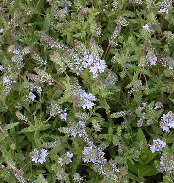 Teppich-Ehrenpreis Pflanze mit kleinen Blüten