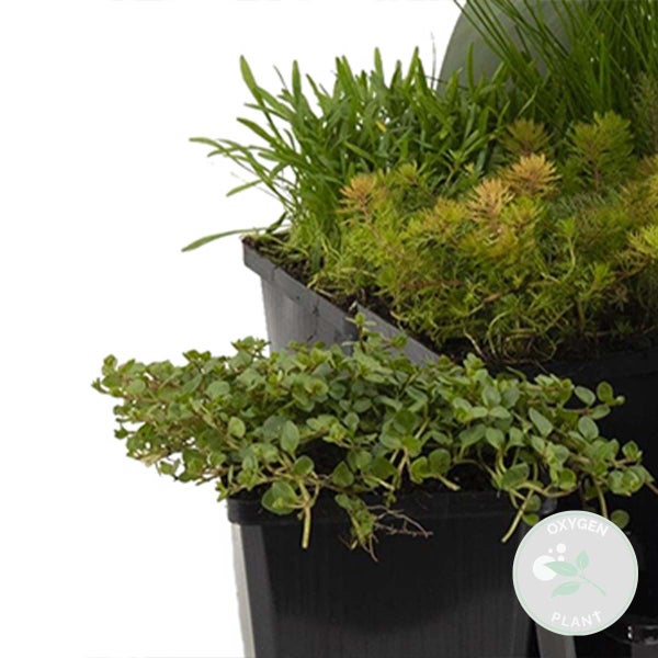 Bloomique - 6er Set - Sauerstoff Teichpflanzen - Wasserpflanzen Miniteich - Zone 5 - Winterhart - Höhe 15-25 cm - Topf 9 cm