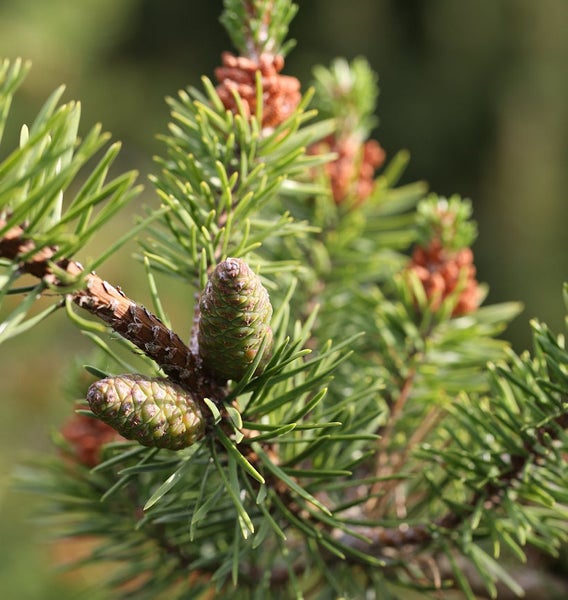 Nahaufnahme von Kiefernzweigen mit Zapfen