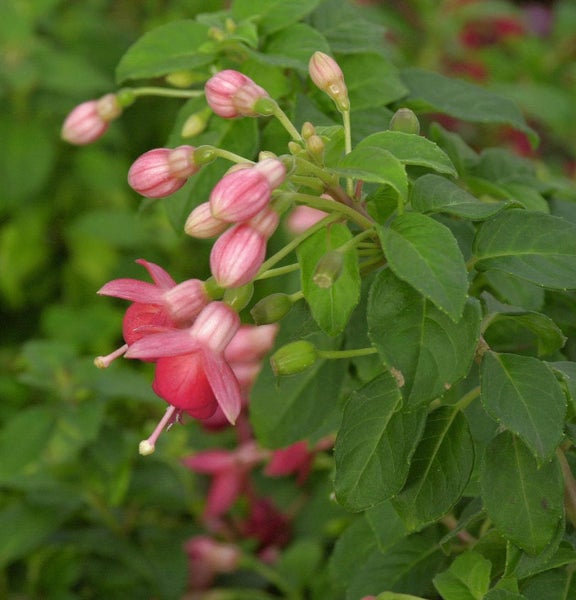 Fuchsienblüten mit grünen Blättern