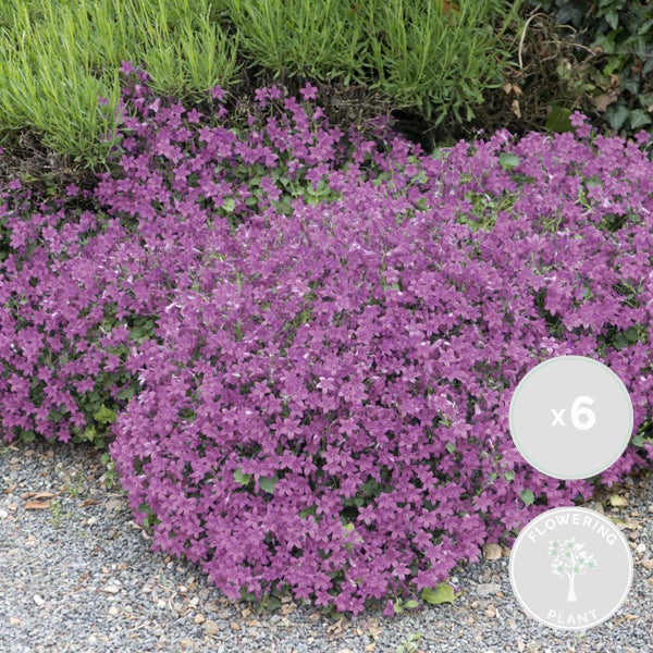 Fünf Topf-Gloxinien mit lila Blüten