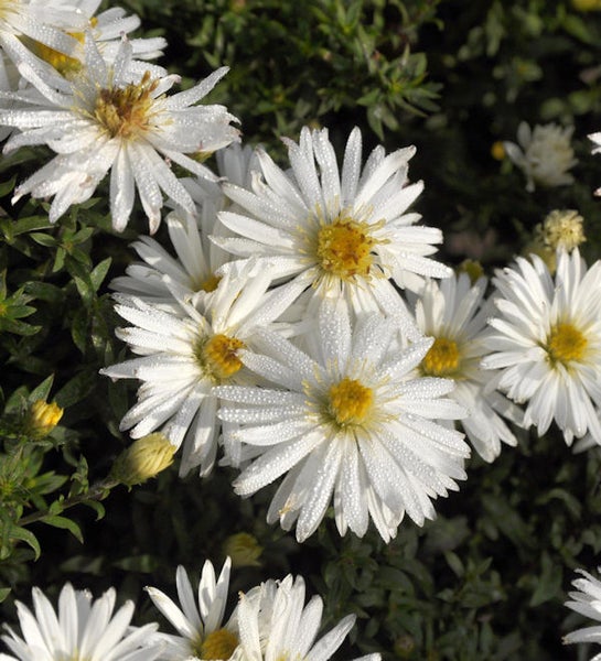 Nahaufnahme von weißen Glattblatt-Astern mit gelben Blütenkörben