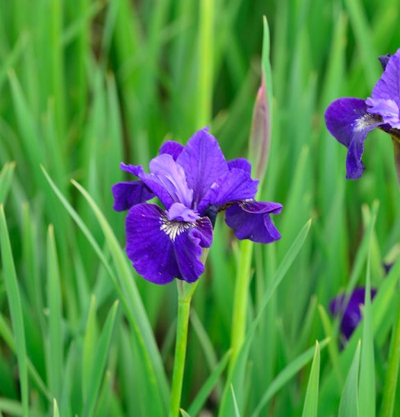 Nahaufnahme einer lila Schwertlilienblüte im Garten.