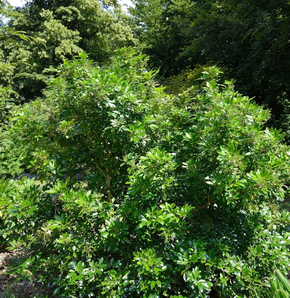 Im Bild ist ein buschiger Strauch mit dichten, grünen Blättern zu sehen.