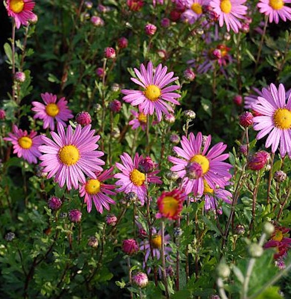 Nahaufnahme von lila Herbstastern im Gartenbeet