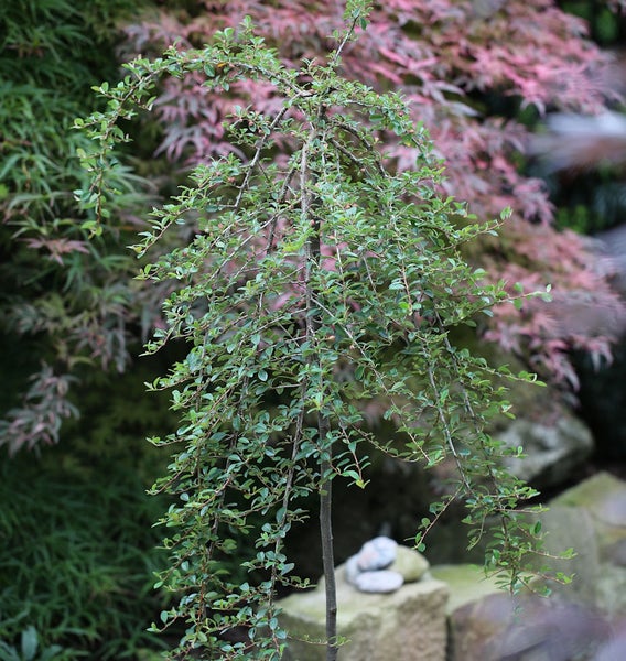 Im Bild ist ein Zwergbaum mit hängenden Ästen zu sehen.