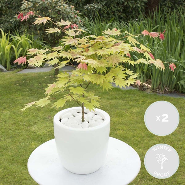 Bloomique - 2er-Set - Acer Shirasawanum Moonrise - Japanischer Ahorn - Gartenpflanzen - Winterhart - 50-70 cm Hoch - Topf 19 cm
