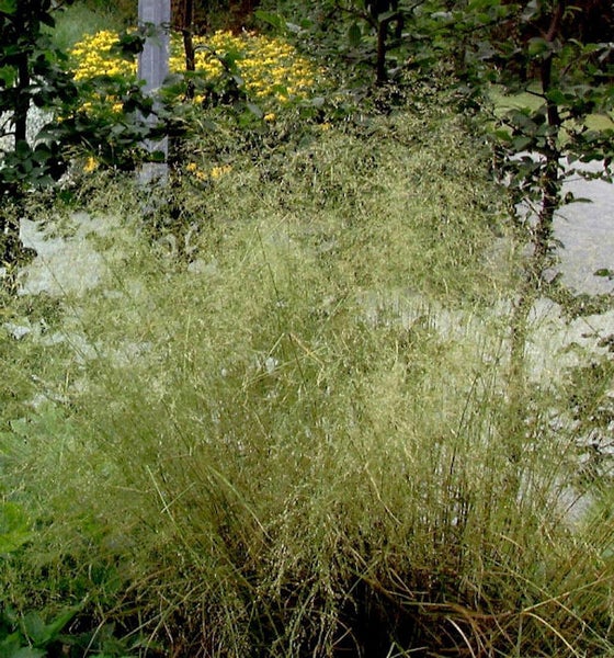 Büschelhaargras im Garten