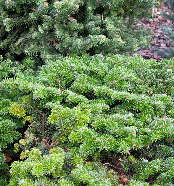 Nahaufnahme von Zwerg-Koreatanne im Garten