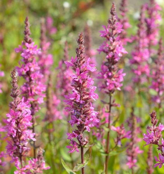 Blühende Lythrum Salicaria im Garten