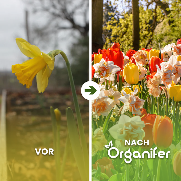 Vorher-Nachher-Bild von Narzissen und Tulpen im Garten nach der Anwendung von Organifer
