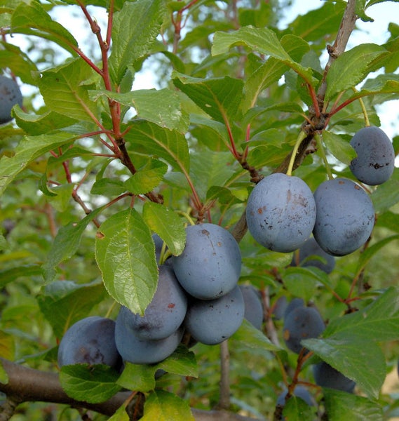 Pflaumenbaum mit reifen Früchten und grünen Blättern