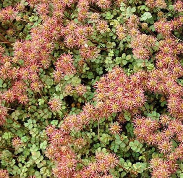 Nahaufnahme einer Wiesenknopf-Pflanze mit kleinen, stacheligen Blütenköpfen