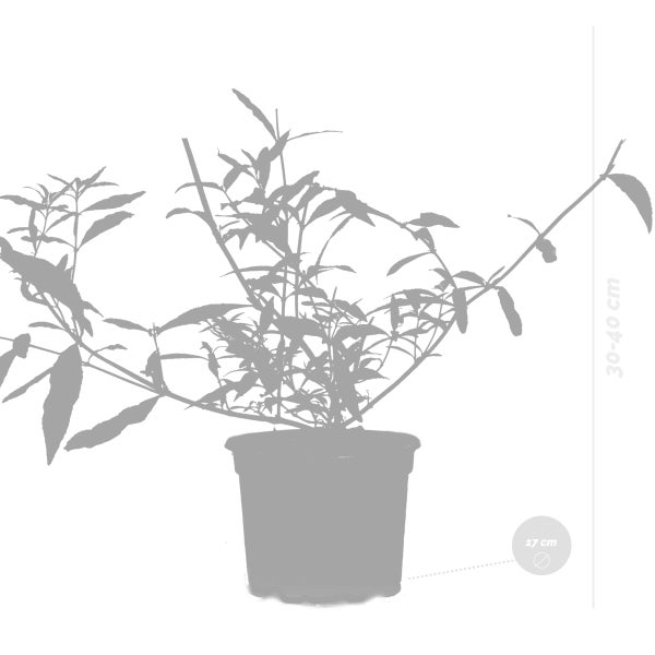 Bloomique - 3er-Mix - Buddleja Davidii - Schmetterlingsflieder - Rosa, Lila, Weiß - Winterhart - Gartenpflanzen - 20-30 cm Hoch - Topf 10,5 cm