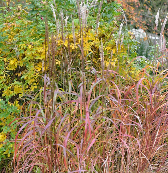 Ziergras im Garten mit langen Halmen und dekorativen Blütenständen