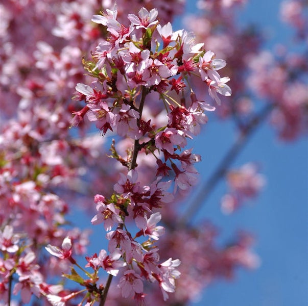 Blüten einer Zierkirsche vor blauem Himmel