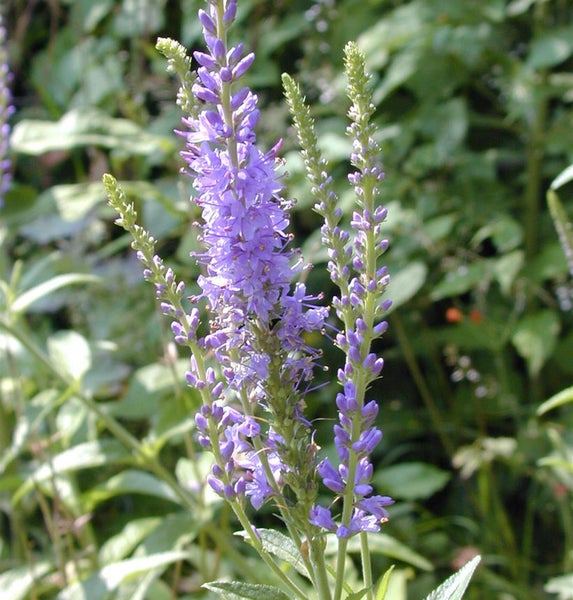 Blühende Veronica Staude im Garten