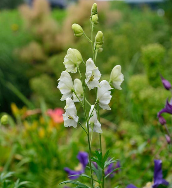 Eisenhut mit weißen Blüten im Garten