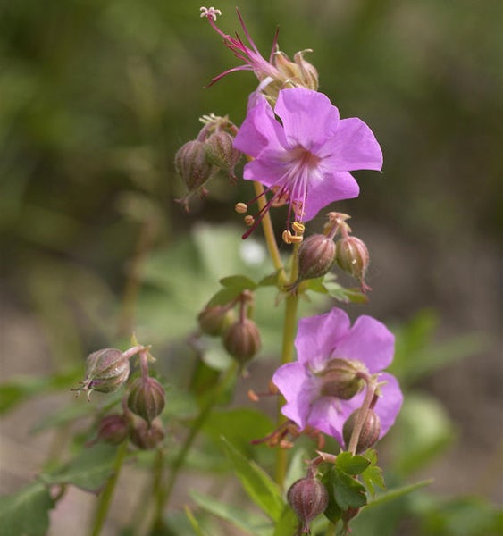 Nahaufnahme einer blühenden Storchschnabel Pflanze