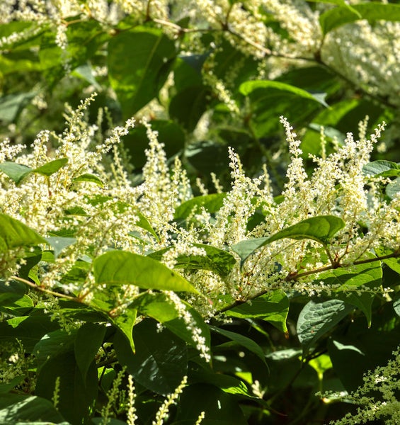 Blühender Staudenknöterich mit grünen Blättern