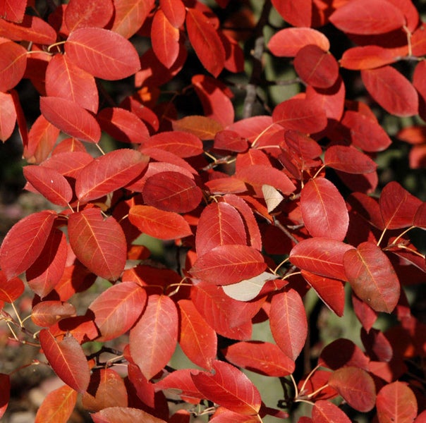 Blätter einer Felsenbirne im Herbst