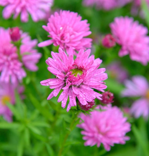 Nahaufnahme einer pinkfarbenen Aster mit Wassertropfen