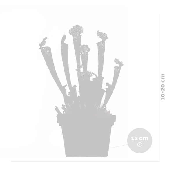 2x Sarracenia 'Juthatip Soper' – Fleischfressende Pflanze – Pflegeleicht –⌀12 cm – ↕10-20cm