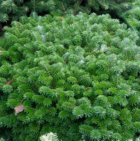 Nahaufnahme eines dichten, grünen Zierstrauchs im Garten.