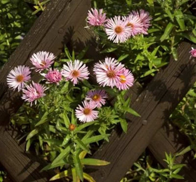 Holzzaun mit rosa Herbstastern