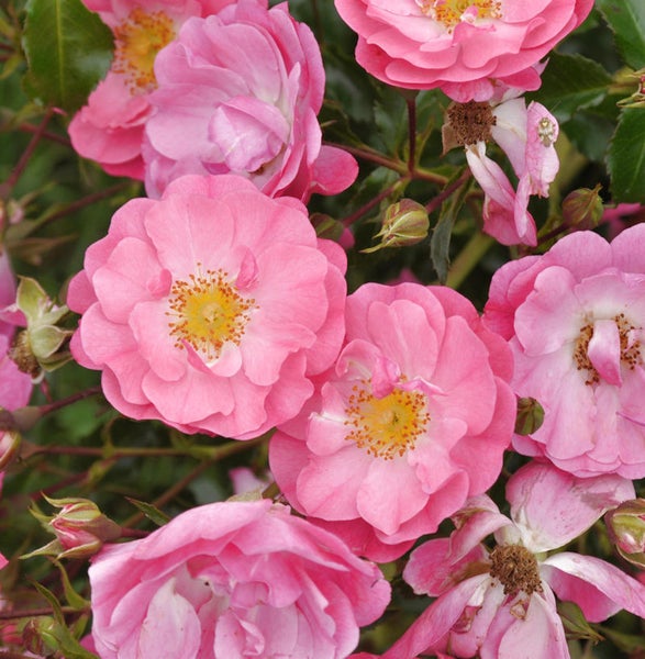 Nahaufnahme von rosa Rosenblüten mit gelben Staubgefäßen