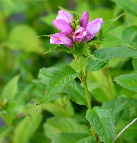 Chelone obliqua Zierpflanze mit Blüte und grünen Blättern