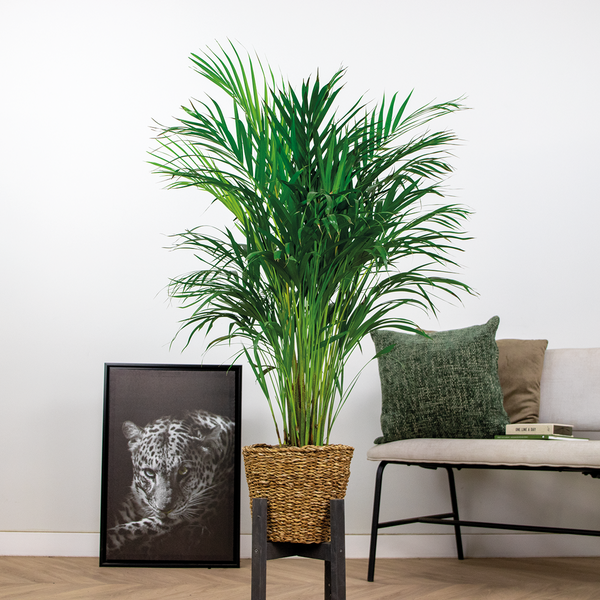 Bloomique - Dypsis Lutescens - Goldpalme - Areca - Palme - Zimmerpflanzen - Luftreinigend - Tierfreundlich - 100-110 cm Hoch - Rattan Korb 21 cm
