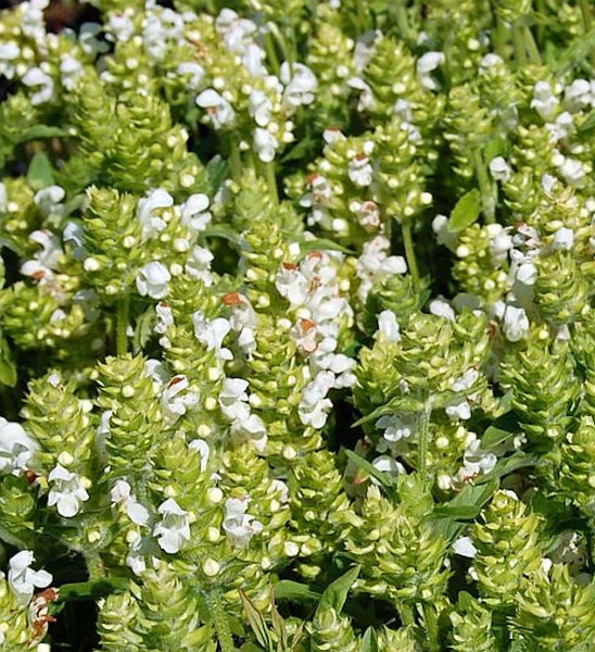 Nahaufnahme von blühenden Kriechendem Günsel Pflanzen