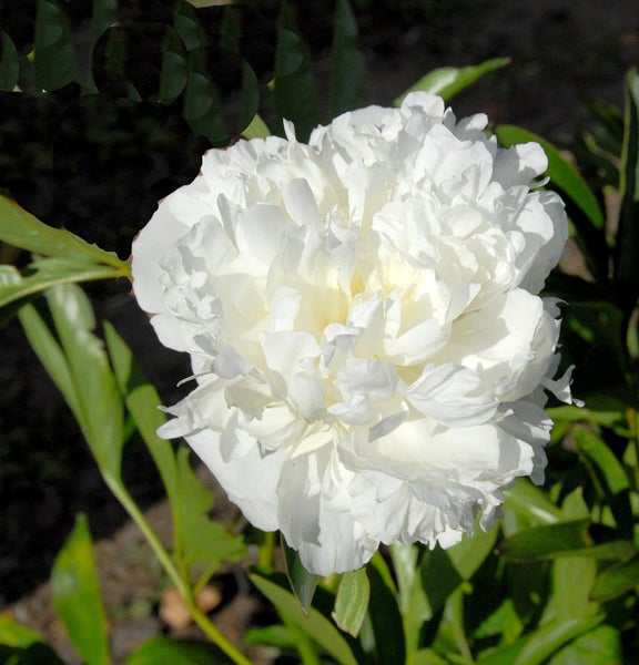 Nahaufnahme einer weißen Pfingstrose mit grünen Blättern