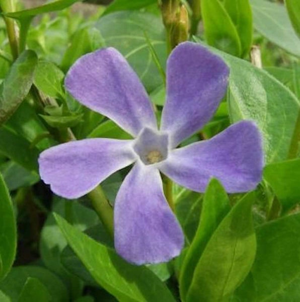 Immergrün Pflanze mit Blüte