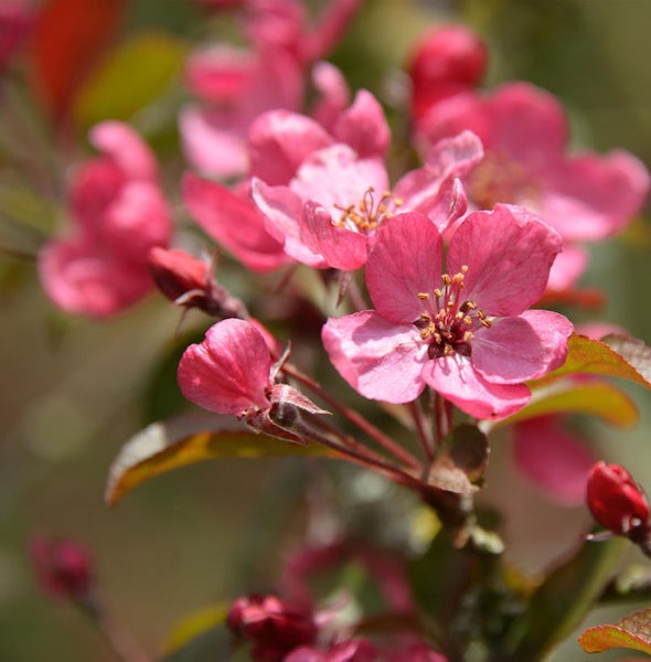 Nahaufnahme von Zierapfelblüten