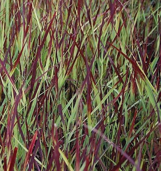 Nahaufnahme von Ziergras