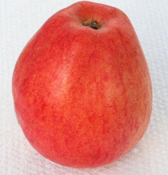 Apfel