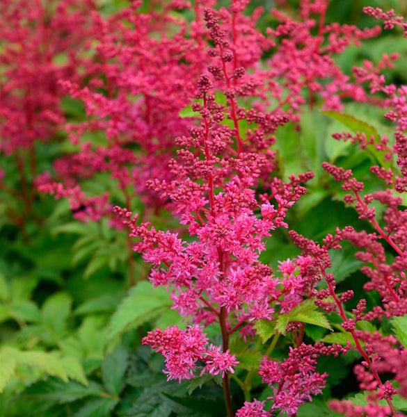 Nahaufnahme der Astilbe Pflanze mit roten Blüten und grünen Blättern.