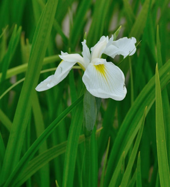 Weiße Schwertlilie im Gartenbeet
