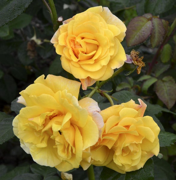 Gelbe Rose mit grünen Blättern