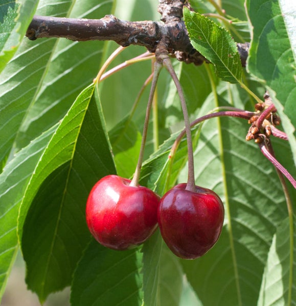 Zwei Kirschen hängen am Ast