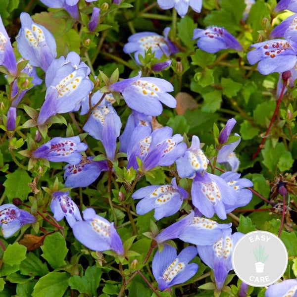 Mazus Reptans – Blaue Mazus – Teichpflanze – Bodendecker – Zone 1/2 – ⌀09cm – ↕15-25 cm