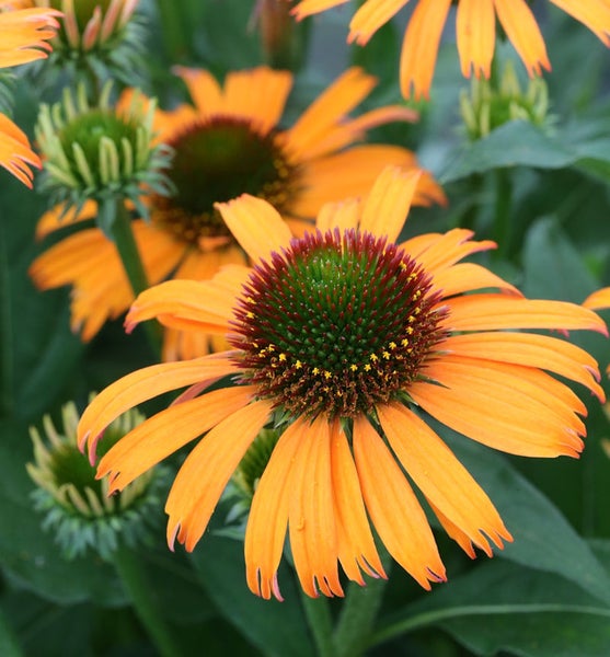 Nahaufnahme einer Rudbeckia Blüte